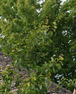 Лея — фото 17